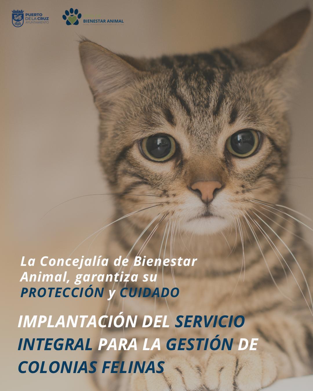 Cartel gestión de colonias felinas
